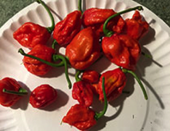 carolina reaper